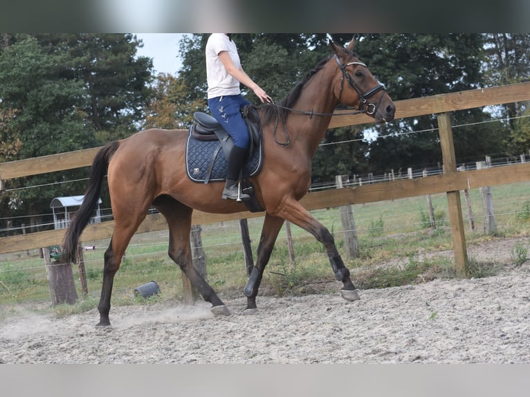 Otras razas Caballo castrado 9 años 173 cm Castaño in Achtmaal