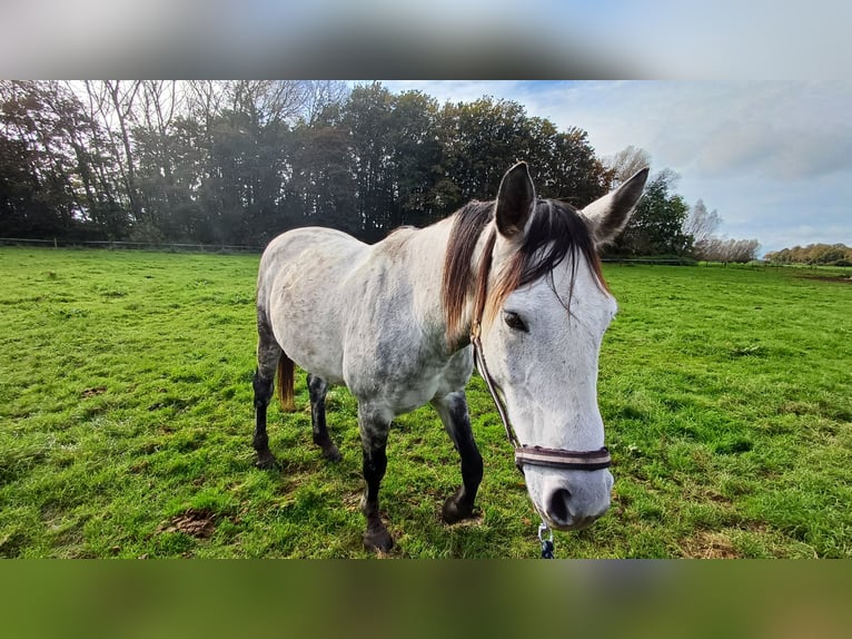 Otras razas Caballo castrado 9 años Tordo rodado in Kleve