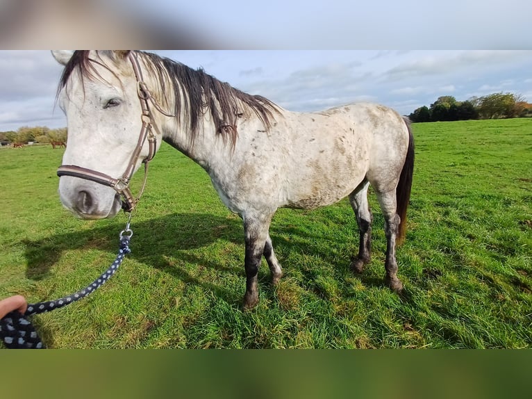 Otras razas Caballo castrado 9 años Tordo rodado in Kleve