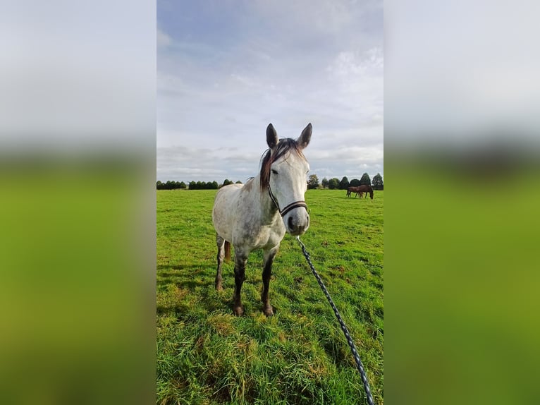 Otras razas Caballo castrado 9 años Tordo rodado in Kleve