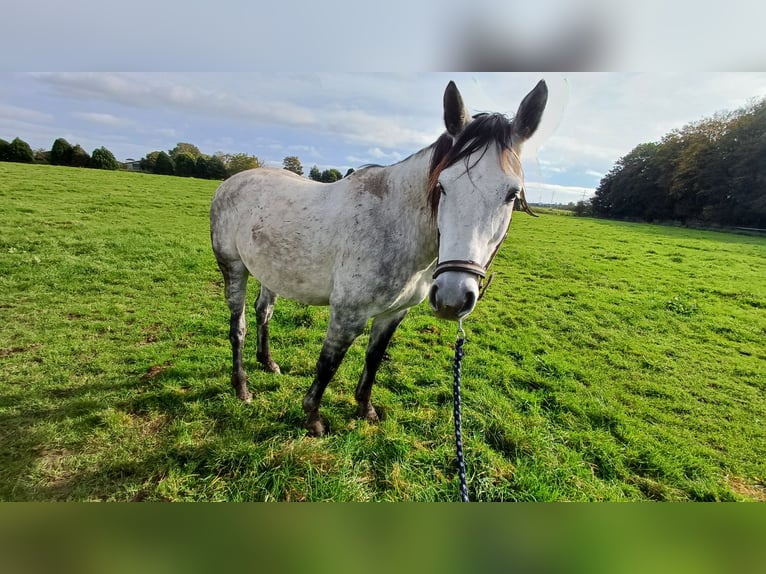 Otras razas Caballo castrado 9 años Tordo rodado in Kleve