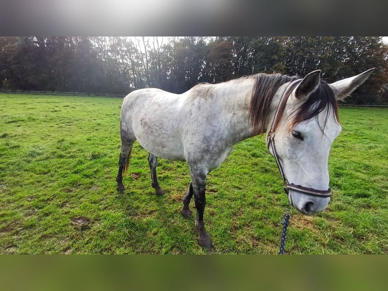 Otras razas Caballo castrado 9 años Tordo rodado in Kleve