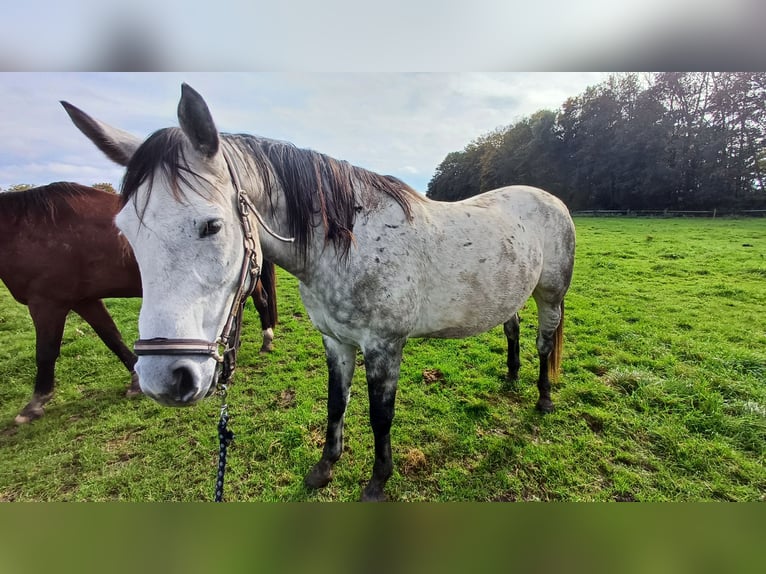 Otras razas Caballo castrado 9 años Tordo rodado in Kleve