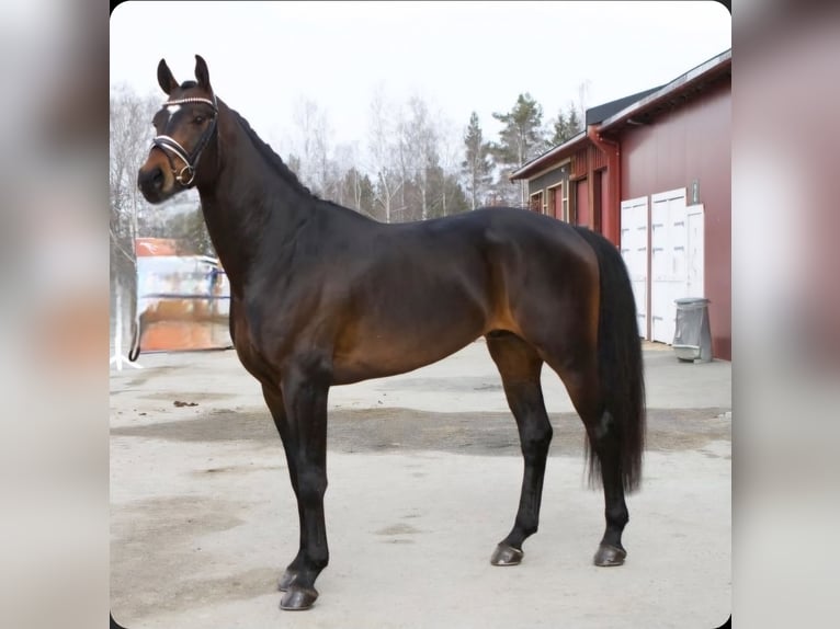 Otras razas Semental 10 años 173 cm Castaño oscuro in Finstadjordet