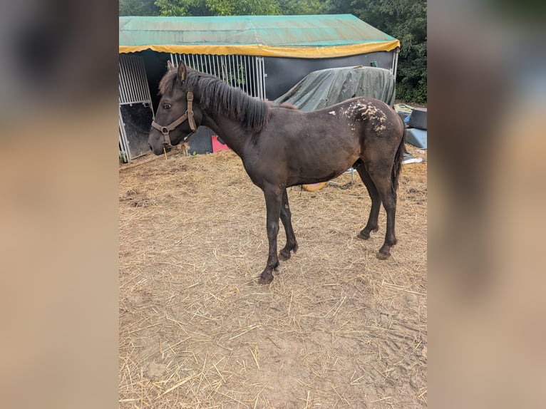 Otras razas Semental 1 año 125 cm Perla in grez doiceau