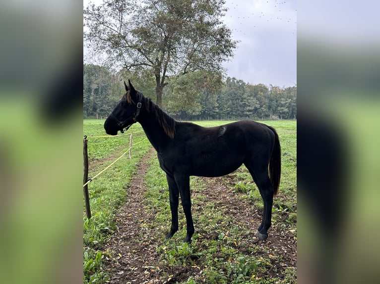 Otras razas Semental 1 año 150 cm Negro in Poreč