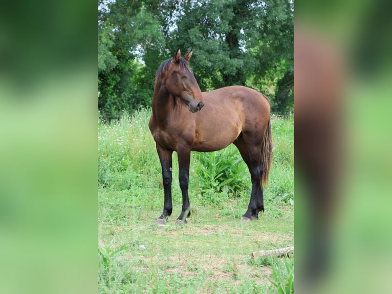 Otras razas Mestizo Semental 1 año 165 cm Morcillo in Saussan