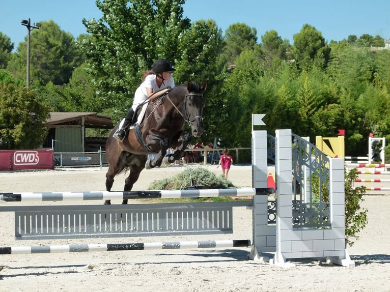 Otras razas Mestizo Semental 1 año 165 cm Morcillo in Saussan
