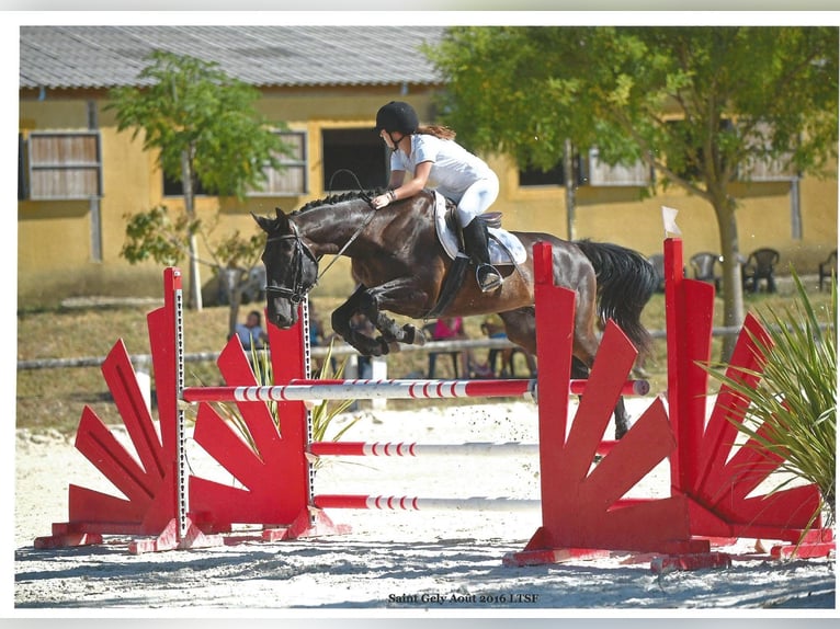 Otras razas Mestizo Semental 1 año 165 cm Morcillo in Saussan