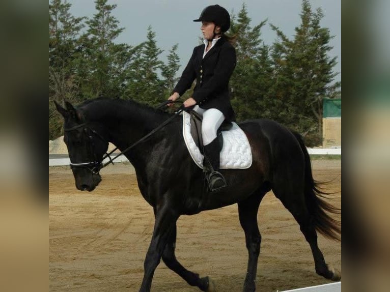 Otras razas Mestizo Semental 1 año 165 cm Morcillo in Saussan