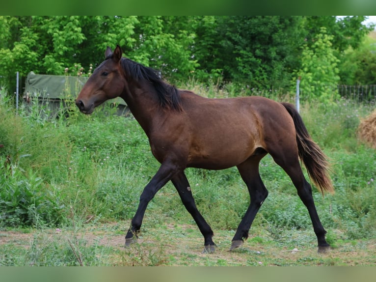 Otras razas Mestizo Semental 1 año 165 cm Morcillo in Saussan