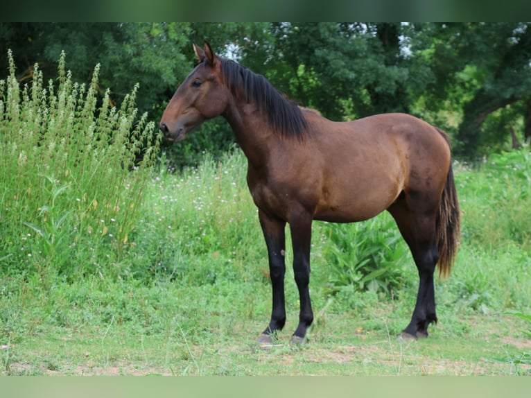 Otras razas Mestizo Semental 1 año 165 cm Morcillo in Saussan