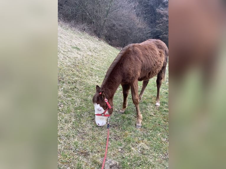Otras razas Semental 1 año Alazán in CampoverdeSalò