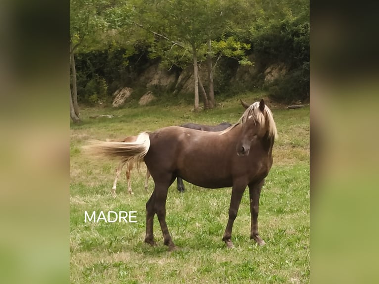 Otras razas Semental 1 año Castaño in Zaldibar