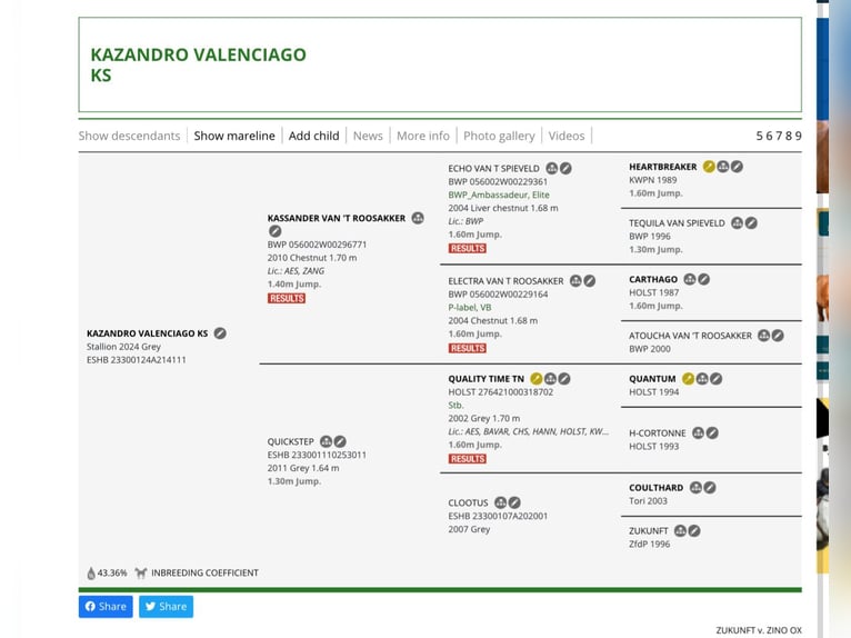 Otras razas Semental 1 año Tordo in Kalmaru