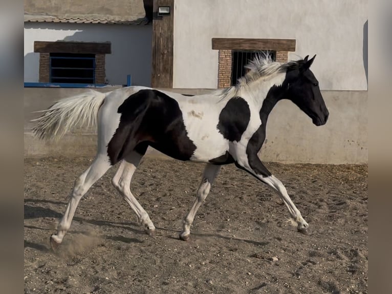 Otras razas Semental 2 años 145 cm Tobiano-todas las-capas in Fuente Alamo
