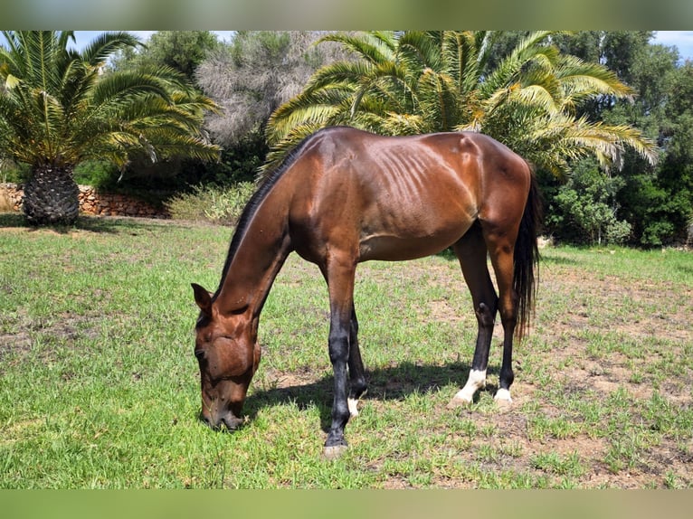 Otras razas Semental 2 años 157 cm Castaño oscuro in Heitersheim
