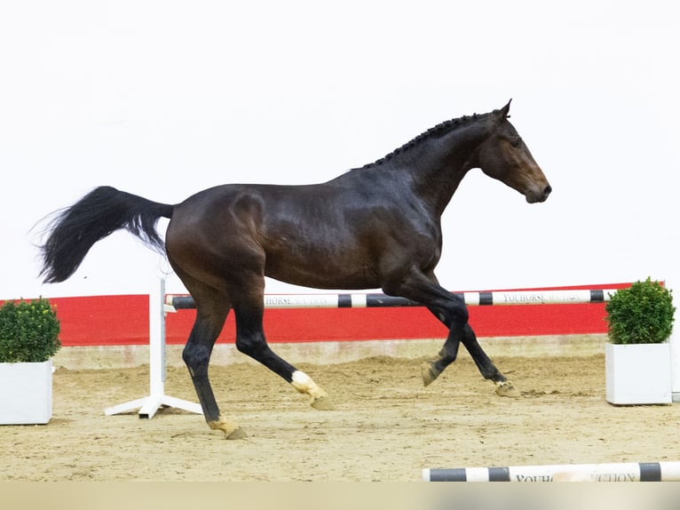 Otras razas Semental 2 años 160 cm Castaño oscuro in Waddinxveen