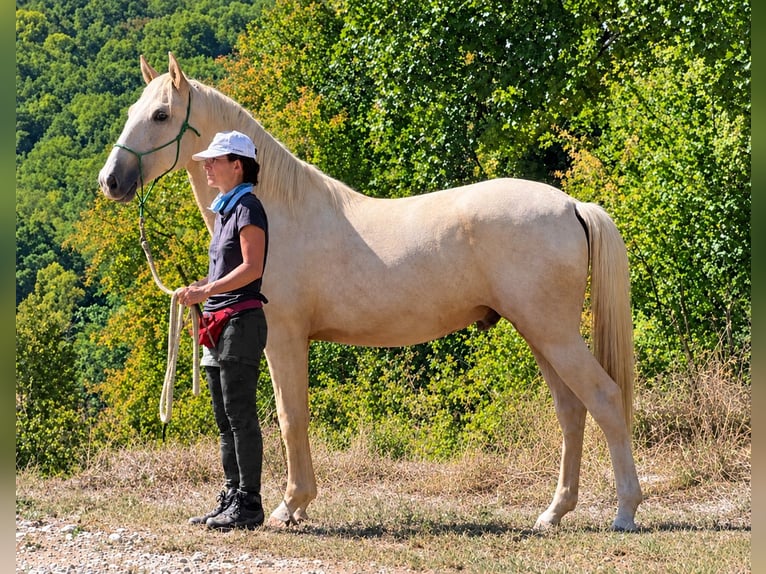 Otras razas Semental 2 años 160 cm Palomino in Fabas