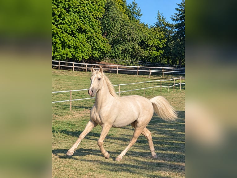Otras razas Semental 2 años 160 cm Palomino in Fabas