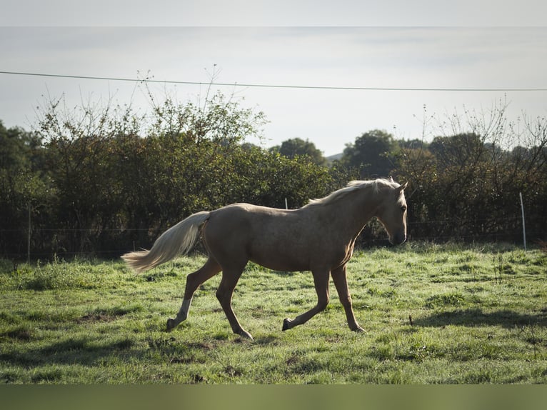 Otras razas Mestizo Semental 2 años 175 cm Palomino in Loye sur Arnon