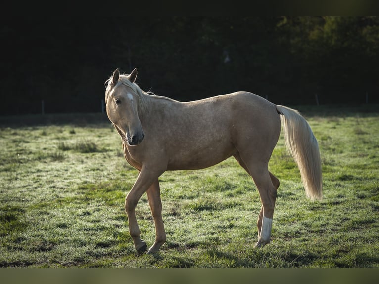 Otras razas Mestizo Semental 2 años 175 cm Palomino in Loye sur Arnon