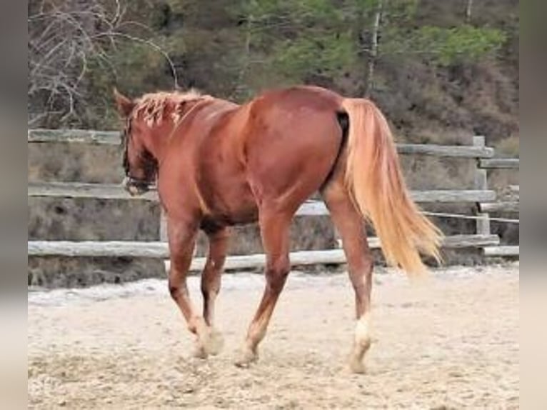 Otras razas Mestizo Semental 3 años 160 cm Alazán-tostado in Bilbao