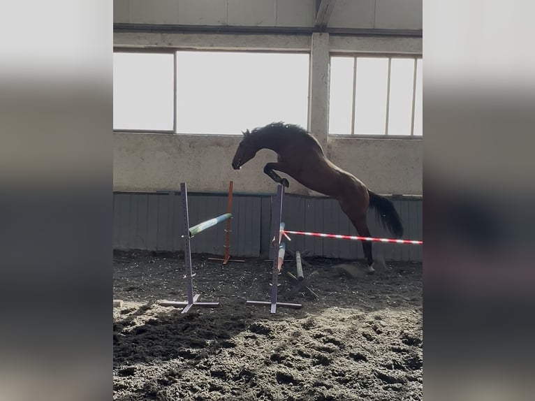 Otras razas Semental 3 años 166 cm Castaño in Pleven