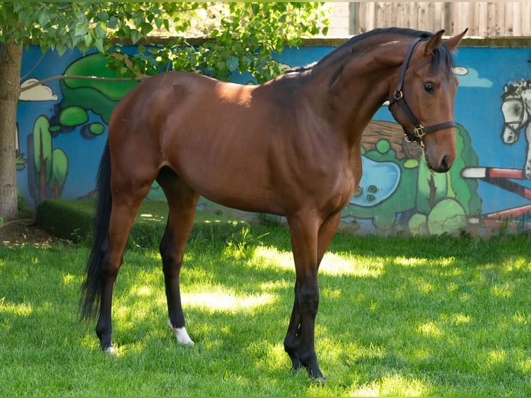 Otras razas Semental 3 años 167 cm Castaño rojizo in Pleven