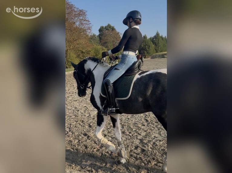 Otras razas Semental 4 años 172 cm Pío in Montegibbio
