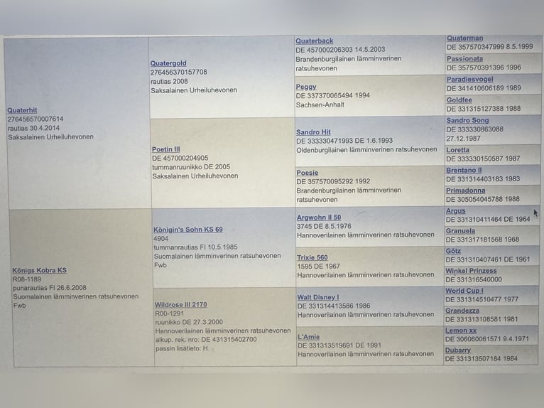 Otras razas Semental 4 años 173 cm Alazán in Tampere