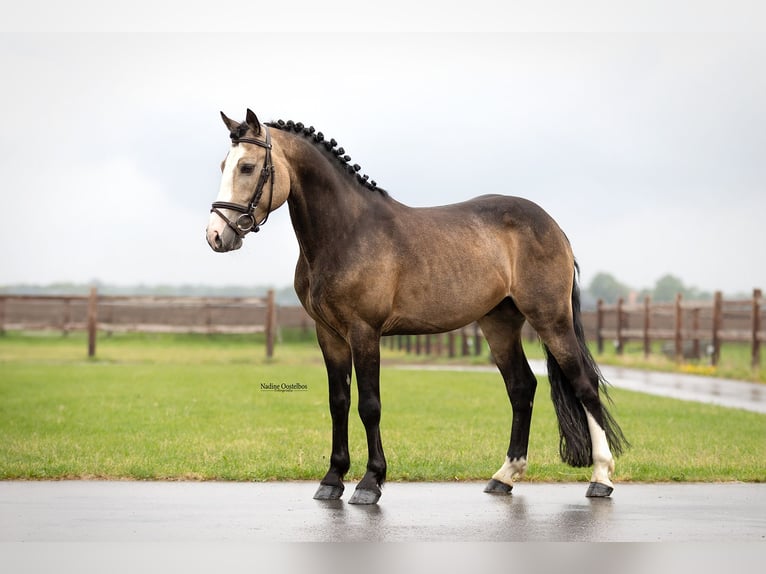 Otras razas Semental 6 años 138 cm Buckskin/Bayo in Oost West en Middelbeers