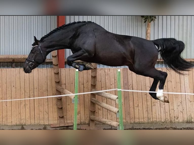 Otras razas Semental 8 años 170 cm Negro in Vesthimmerland, Aalborg