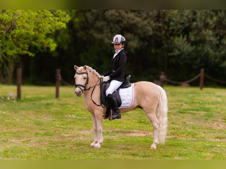 Otras razas Mestizo Semental 9 años 113 cm Palomino in Tarragona