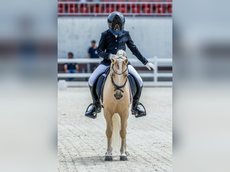Otras razas Mestizo Semental 9 años 113 cm Palomino in Tarragona