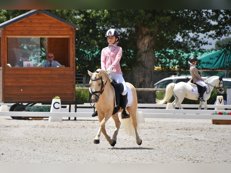 Otras razas Mestizo Semental 9 años 113 cm Palomino in Tarragona