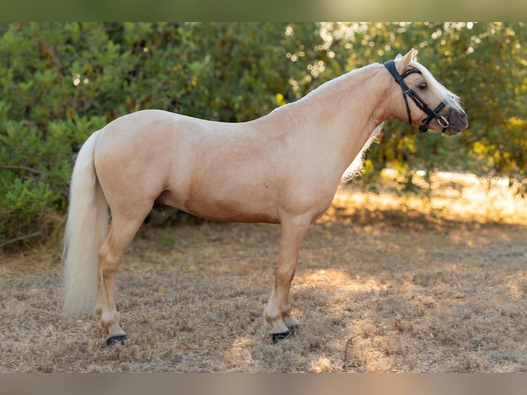 Otras razas Mestizo Semental 9 años 113 cm Palomino in Tarragona