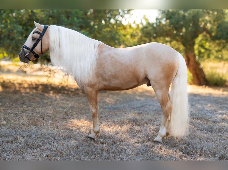 Otras razas Mestizo Semental 9 años 113 cm Palomino in Tarragona