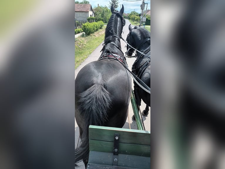 Otras razas Semental 9 años Negro in Jászkarajenő
