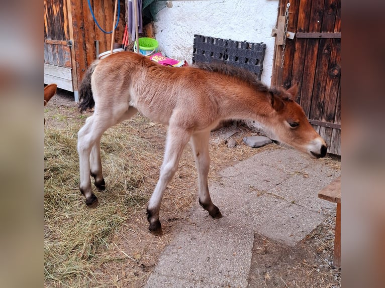 Otras razas Mestizo Semental Potro (03/2026) 155 cm Castaño in Dorfgastein