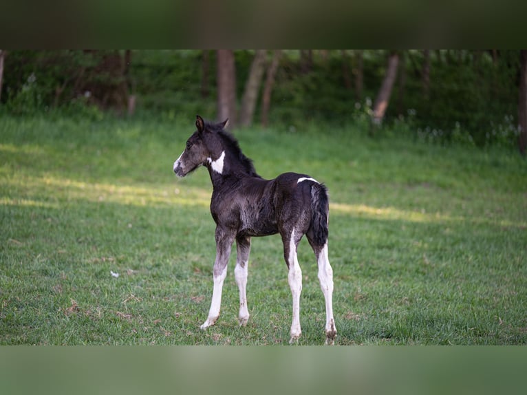 Otras razas Semental  160 cm Tobiano-todas las-capas in Zottegem
