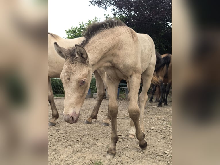 Otras razas Semental Potro (05/2026) 165 cm Champán in Monnetier-Mornex