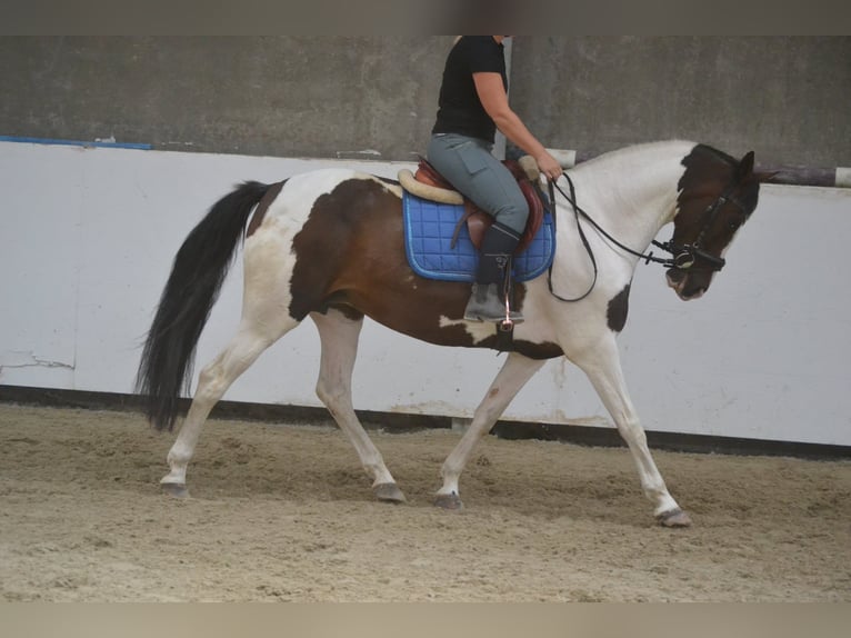 Otras razas Yegua 10 años 155 cm Pío in Breda