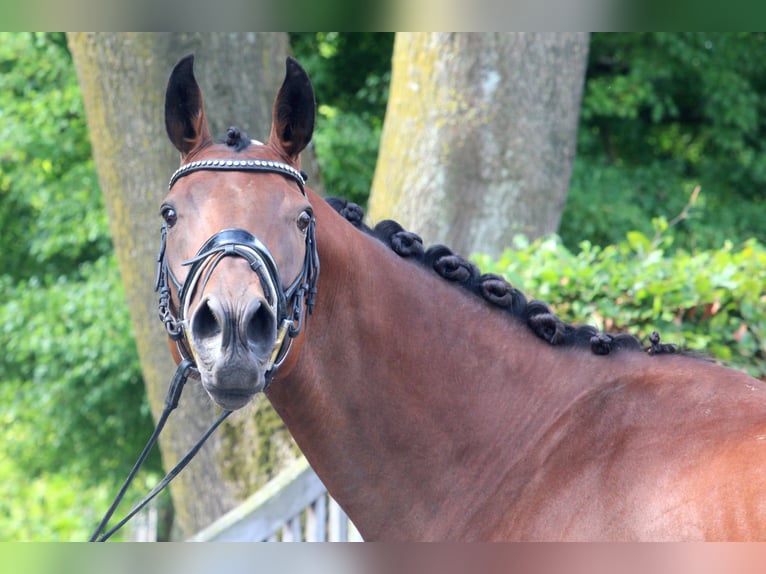 Otras razas Yegua 10 años 164 cm Castaño in Wijk en Aalburg