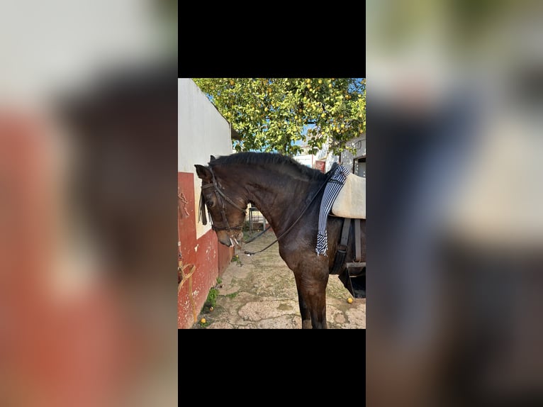 Otras razas Yegua 10 años 165 cm Castaño in Sevilla