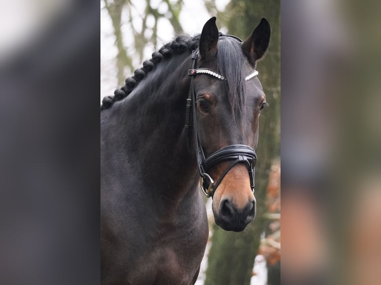 Otras razas Yegua 10 años 165 cm Castaño oscuro in Nettersheim