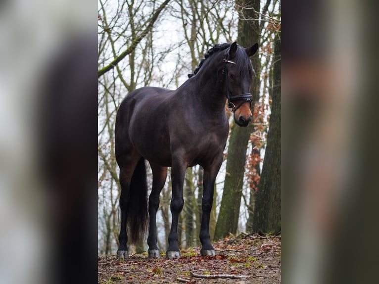 Otras razas Yegua 10 años 165 cm Castaño oscuro in Nettersheim