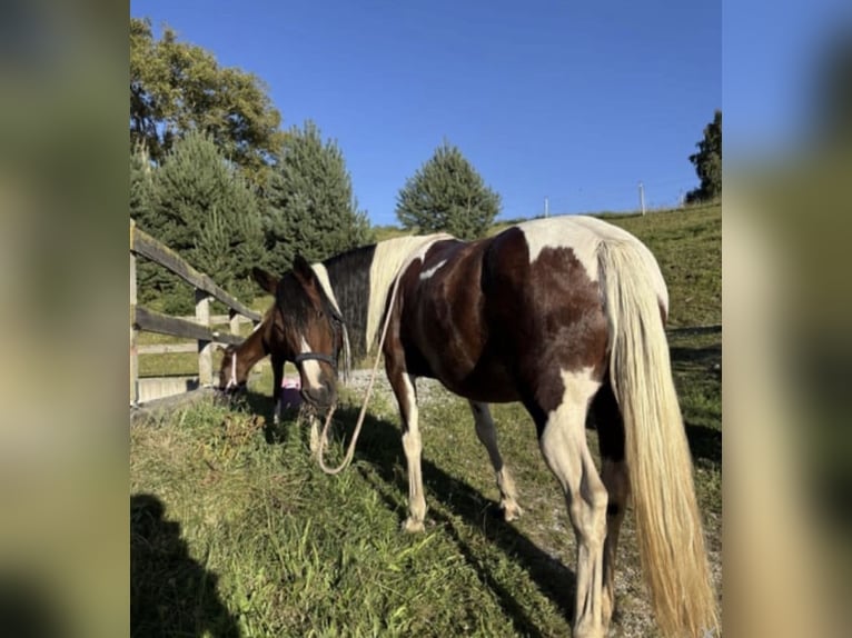 Otras razas Mestizo Yegua 11 años 136 cm Pío in Gutau