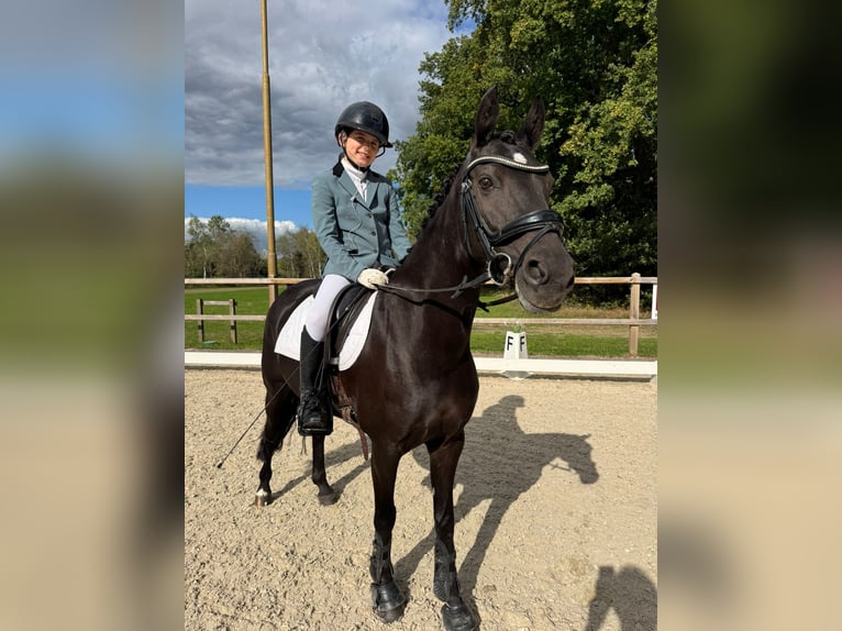 Otras razas Yegua 11 años 137 cm Negro in Heeswijk-Dinther