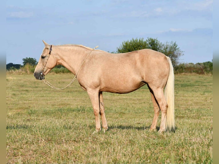 Otras razas Yegua 11 años 152 cm Palomino in Corsica